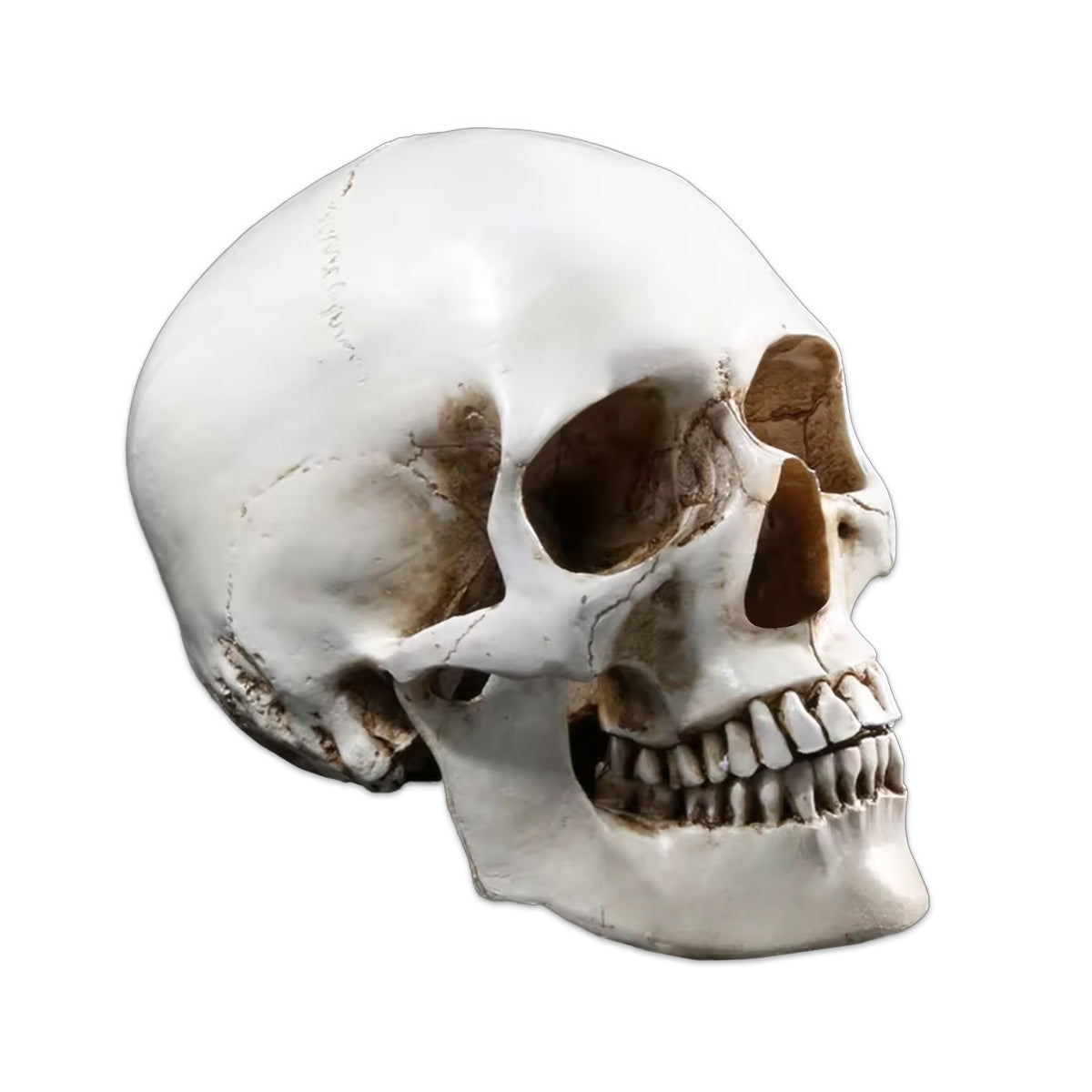 Wikinger Deko Totenschaedel aus Resin – detailgetreue, lebensgrosse Schaedel-Replik mit realistischer Knochenstruktur und Patina auf weissem Hintergrund.