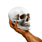 Wikinger Deko Totenschaedel aus Resin – gehalten in einer kraeftigen, adrig-muskuloesen Maennerhand. Lebensgrosse Schaedel-Replik mit realistischer Struktur und Patina auf weissem Hintergrund.