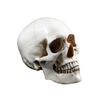 Wikinger Deko Totenschaedel aus Resin – seitliche Ansicht einer lebensgrossen, realistischen Schaedel-Replik mit feinen Details und antikem Finish auf weissem Hintergrund.