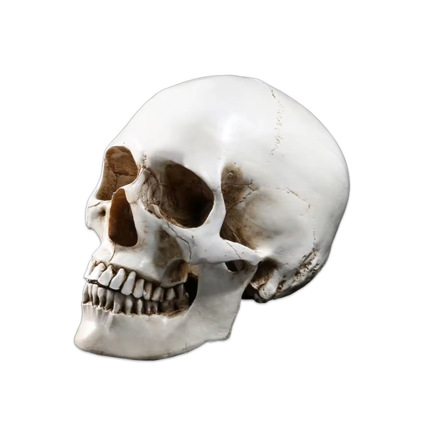 Wikinger Deko Totenschaedel aus Resin – lebensgrosse, detailgetreue Schaedel-Replik mit realistischer Patina, Knochenstruktur und antikem Look auf weissem Hintergrund.